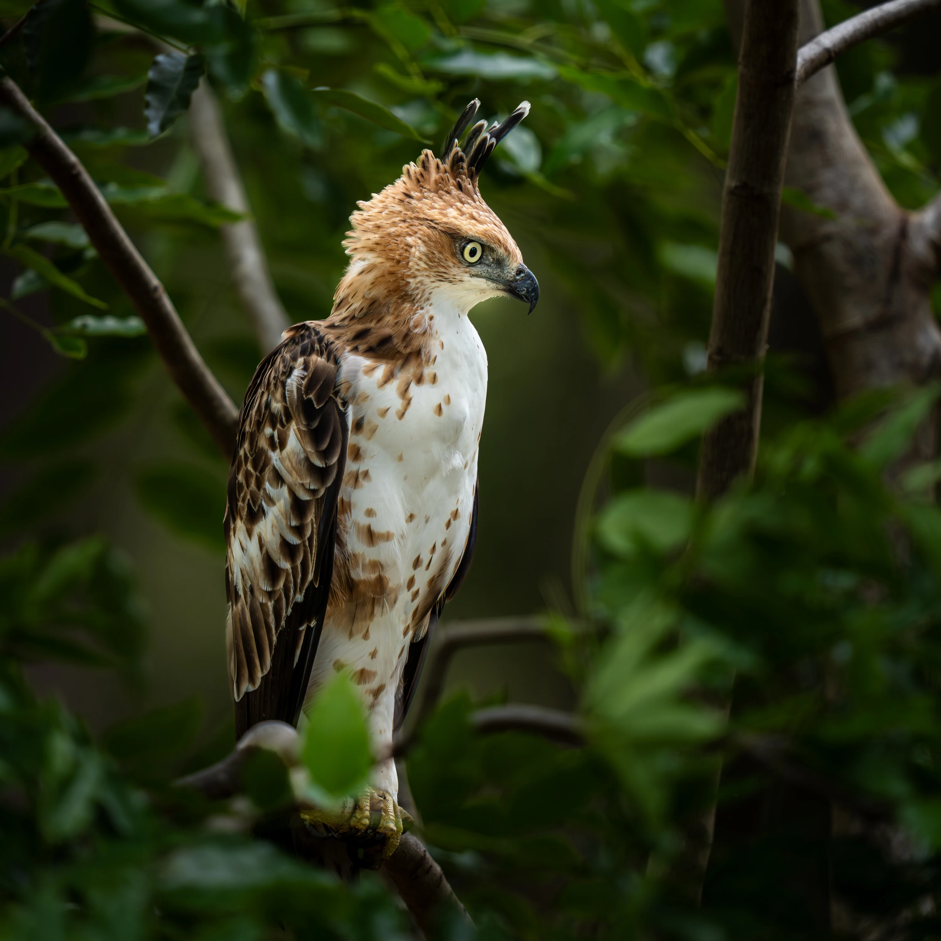 Sri Lanka Leopard Intensive gallery image 2